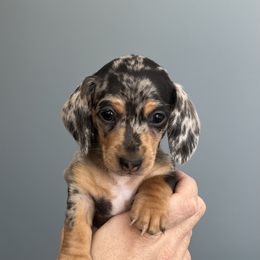 Dachshund Puppies from Weenie Bros