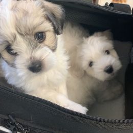 Coton de Tulear Puppies from Catawba Cotons