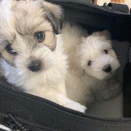 Coton de Tulear Puppies from Catawba Cotons