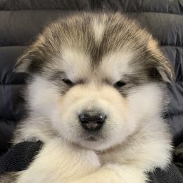 Alaskan Malamute puppies from Illusion Kennel