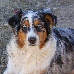 Jewel - Australian Shepherd