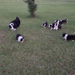 Border Collie Puppies from K&R RANCH.