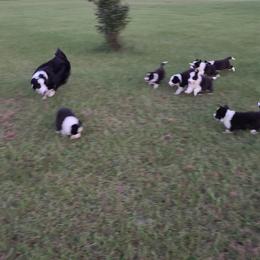 Border Collie Puppies from K&R RANCH.