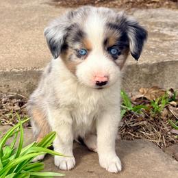 Goose (ASDR and AKC) - Blue merle male Miniature Australian Shepherd puppy in Stockton, Missouri from Kizmit Farmz