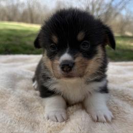 Finn - Black and tan male Pembroke Welsh Corgi puppy in Stillwater, Oklahoma from Steele Family Farms