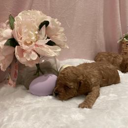 Cockapoo Puppies from Martin's Cockapoos