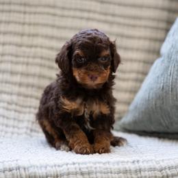 Loki - Red tri-color male Aussiedoodle puppy in Jacksonville, Florida from Lolo’s Aussiedoodle