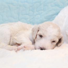 Pixie - Cream female Goldendoodle puppy in Cherry Creek, New York from Doodles Pups of NY