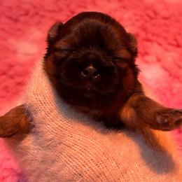 Noodles - Red female Shih Tzu puppy in Nekoosa, Wisconsin from Brox Acres House of Fur LLC