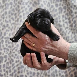 Black Collar - Black male Labrador Retriever puppy in Boyd, Minnesota from Lindley Labradors
