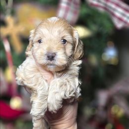 Snowman - Buff and white male Cockapoo puppy in West Point, Mississippi from Golden Paws
