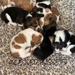 Basset Hound Puppies from Blessed Bassets