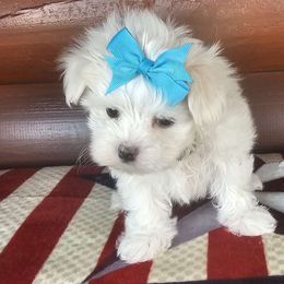 July - Maltese puppy from PBJ Farms