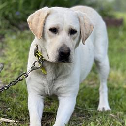 Mischa - Labrador Retriever