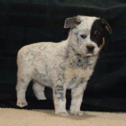 Ruger - Blue speckled male Australian Cattle Dog puppy in Willamina, Oregon from Cherished Chihuahuas