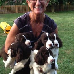 English Springer Spaniels from Bonita Springers