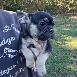 Brodie - Black and tan male French Bulldog puppy in Springfield, Missouri from Taylor