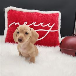 Noelle - Cream female Dachshund puppy in Smallett, Missouri from Doxie Holler
