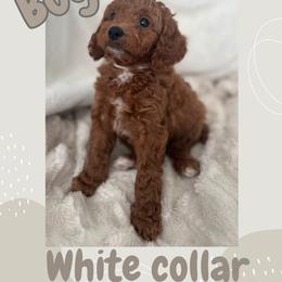 Cavapoo and Poodle Puppies from Cara Howell