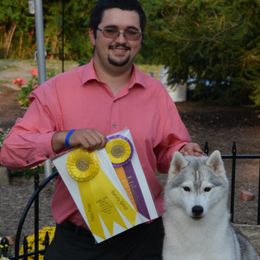 Siberian Huskies from Shawna Wells