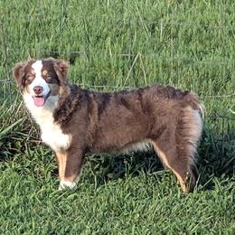 Arrow - Red tri female Miniature Australian Shepherd puppy in Quitman, Arkansas from Horseshoes and Aussies
