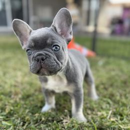Patches (White Claw) - Blue fawn male French Bulldog puppy in Covina, California from Chai Society Frenchies