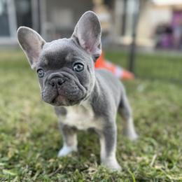 Patches (White Claw) - Blue fawn male French Bulldog puppy in Covina, California from Chai Society Frenchies