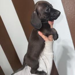 Shrek - Chocolate male Dachshund puppy in Midland, Texas from The Barefield Doxies