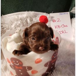 Not named - Liver female Yorkshire Terrier puppy in Marion Station, Maryland from Anna's Yorkie Treasures