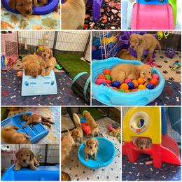 Golden Retriever Puppies from Pawmetto Goldens