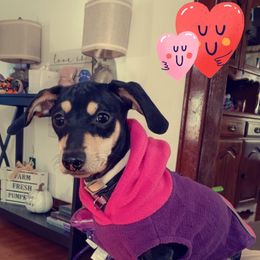 Dachshund All Grown Up from Doxie Dreams