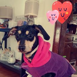 Dachshund All Grown Up from Doxie Dreams