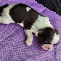 Poison Ivy - Red and white female Shih Tzu puppy in Fairfield County, Ohio from Wandering Tzu