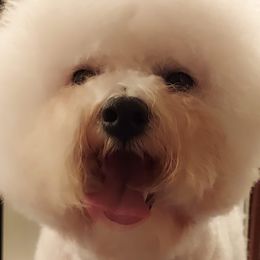 Vexi - Bichon Frise
