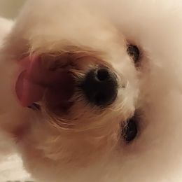Vexi - Bichon Frise