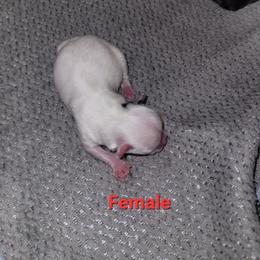 Girl 2 - Tan and white female Yorkshire Terrier puppy in Adams, North Dakota from Mathiasons Little Barkers