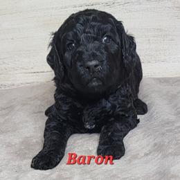 Baron (Red Collar) - Black male Goldendoodle puppy in Scurry, Texas from 07 Seven Oaks Goldens and Doodles