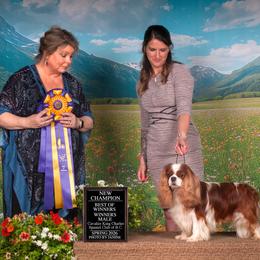 Topper - Blenheim male Cavalier King Charles Spaniel puppy in Port Orchard, Washington from Cavaliers of House Northup