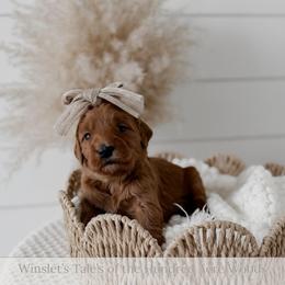 Roo - Red  female Goldendoodle puppy in Roanoke Rapids, North Carolina from Sweeter than Honey Doodles