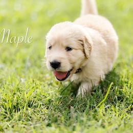 Maple (Girl Resveration 3 ) - Light golden female Golden Retriever puppy in Murfreesboro, Tennessee from ATW Retrievers