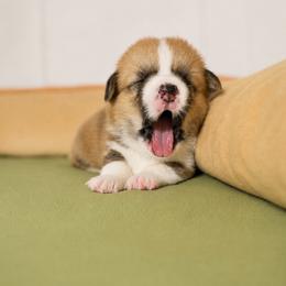 Alice - Red female Pembroke Welsh Corgi puppy in Aumsville, Oregon from West Coast Corgi