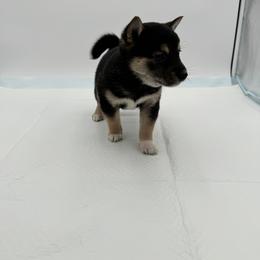 Shiba Inu Puppies from NJ Shiba Baby