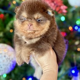 Jill - Chocolate and tan female Pomeranian puppy in Kilgore, Texas from 5 Star Poms