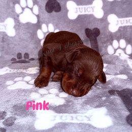 Pink Collar - Red and rust female Doberman Pinscher puppy in Louisville, Kentucky from Ruiz Dobermans