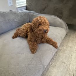 Simba - Poodle