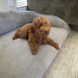 Simba - Poodle