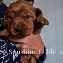 Lily - Dark golden female Golden Retriever puppy in Brookston, Indiana from Sunshine Goldens