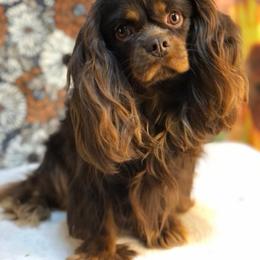 Bosco - Cavalier King Charles Spaniel