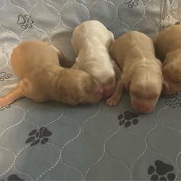 1st pick - Yellow female Labrador Retriever puppy in Four Oaks, North Carolina from TLC Retrievers