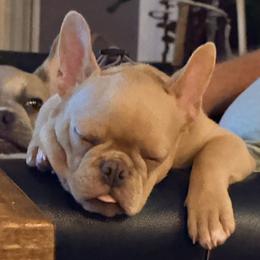 Rocky - Fawn male French Bulldog puppy in Tampa, Florida from Tampa Bay Frenchies LLC